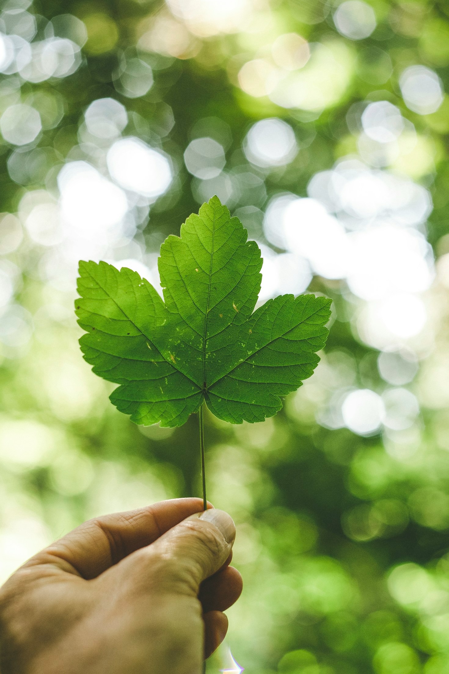 Casos de Sucesso em Projetos Arquitetônicos Sustentáveis